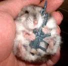 hamster gun hamster gun